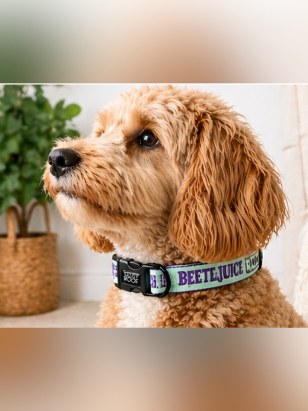 Brand new Sassy Woof Beetlejuice adjustable dog collar in size Large